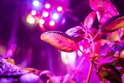 UV-Light-Over-Seedlings-and-clones-2 (1).jpg