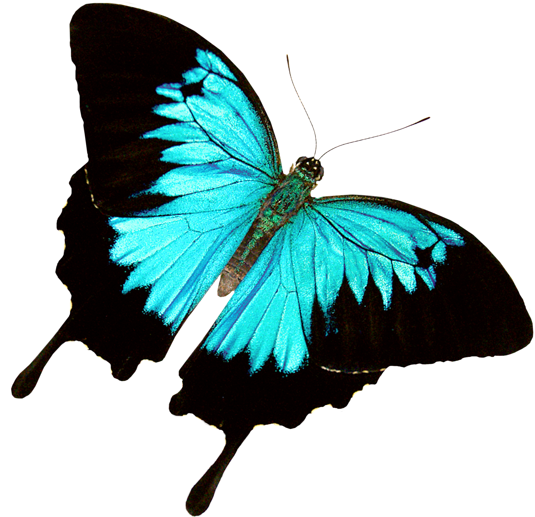 Ulysses-butterfly-sharper-edges2.png