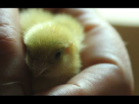 Update - my organic coturnix quail sitting eggs. Codorniz cubriendo sus &amp;oacute;vulos  Cail