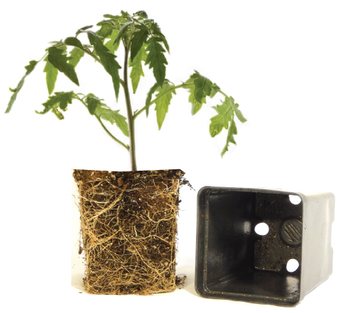 Urban-Farmer-Tomato-Plant.jpg