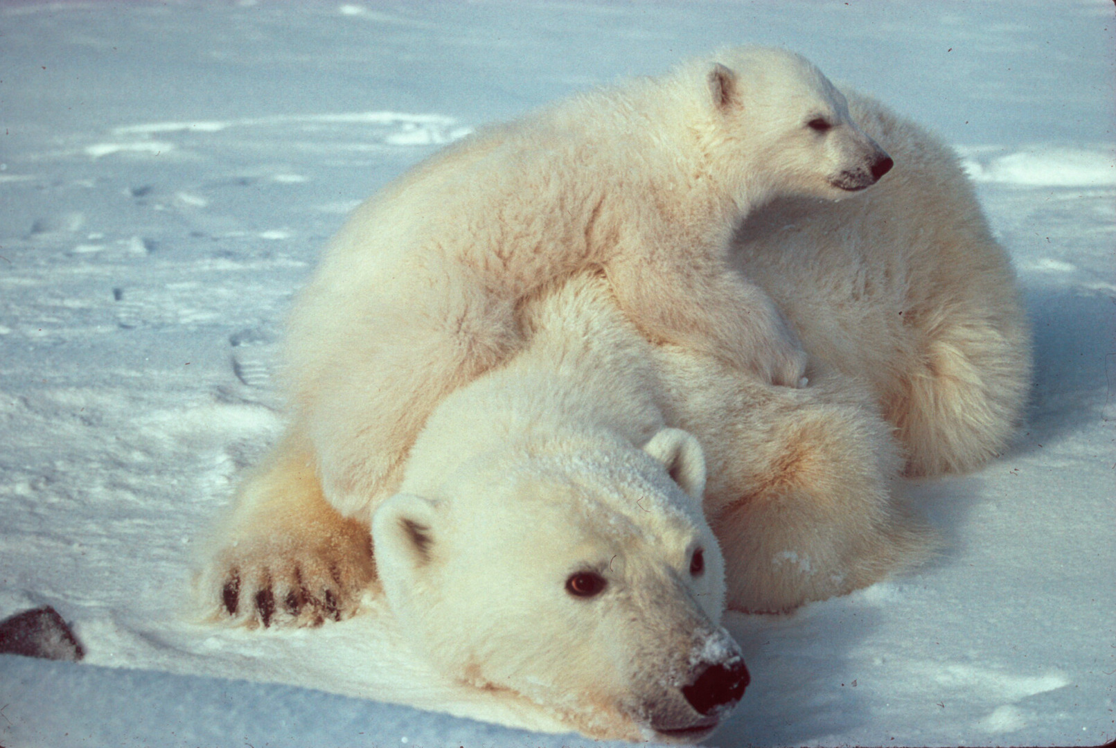 Ursus_maritimus_Polar_bear_with_cub_2.jpg