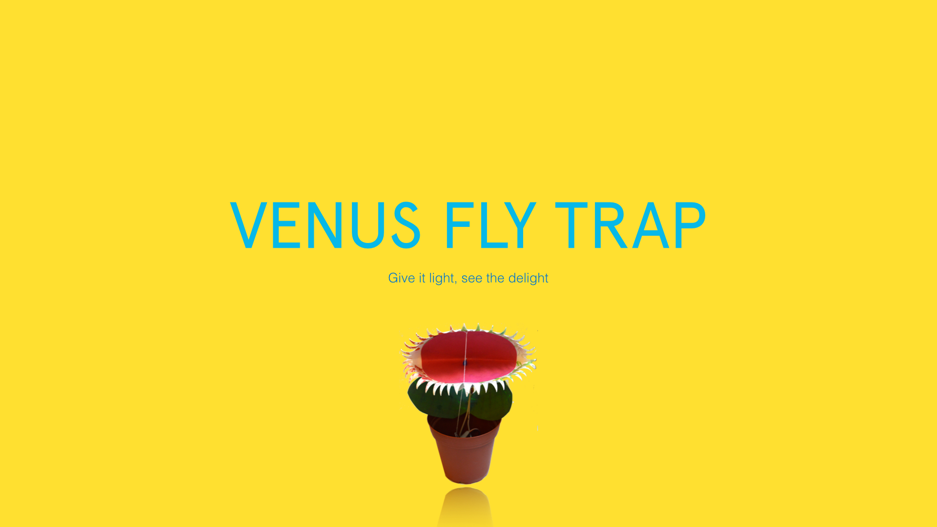 VENUS FLY TRAP.001.jpg