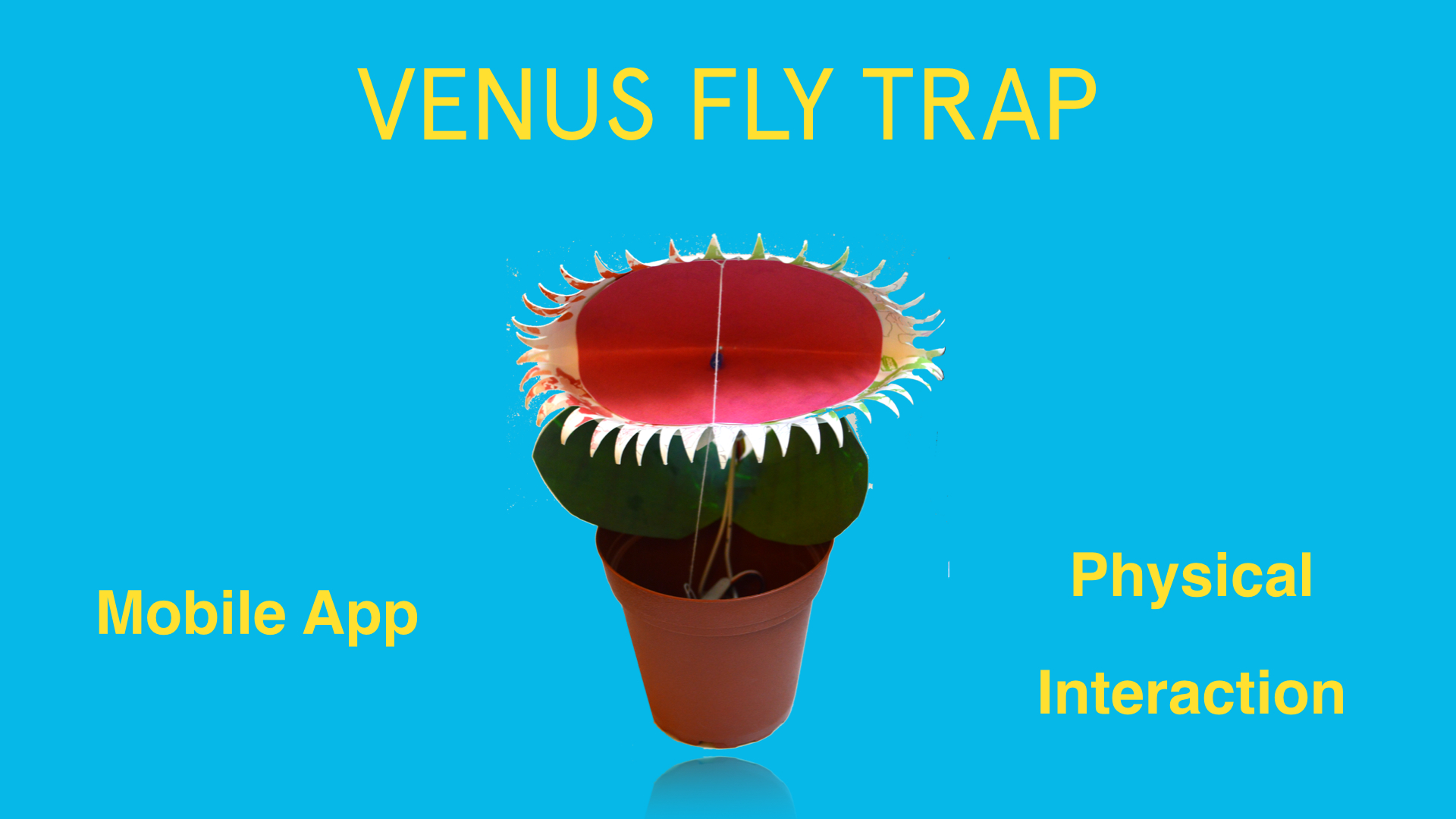 VENUS FLY TRAP.003.jpg