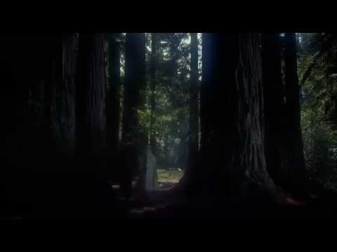 Vertigo (1958) Muir Woods Sequence