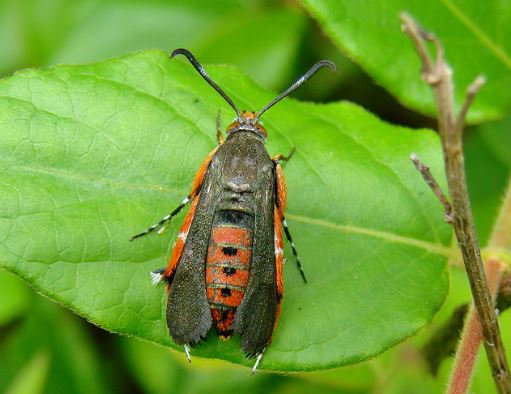 Vine Bore Moth.JPG