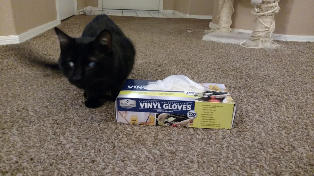 Vinyl-Gloves.jpg