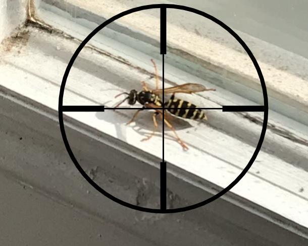 Wasp in Crosshairs.jpg