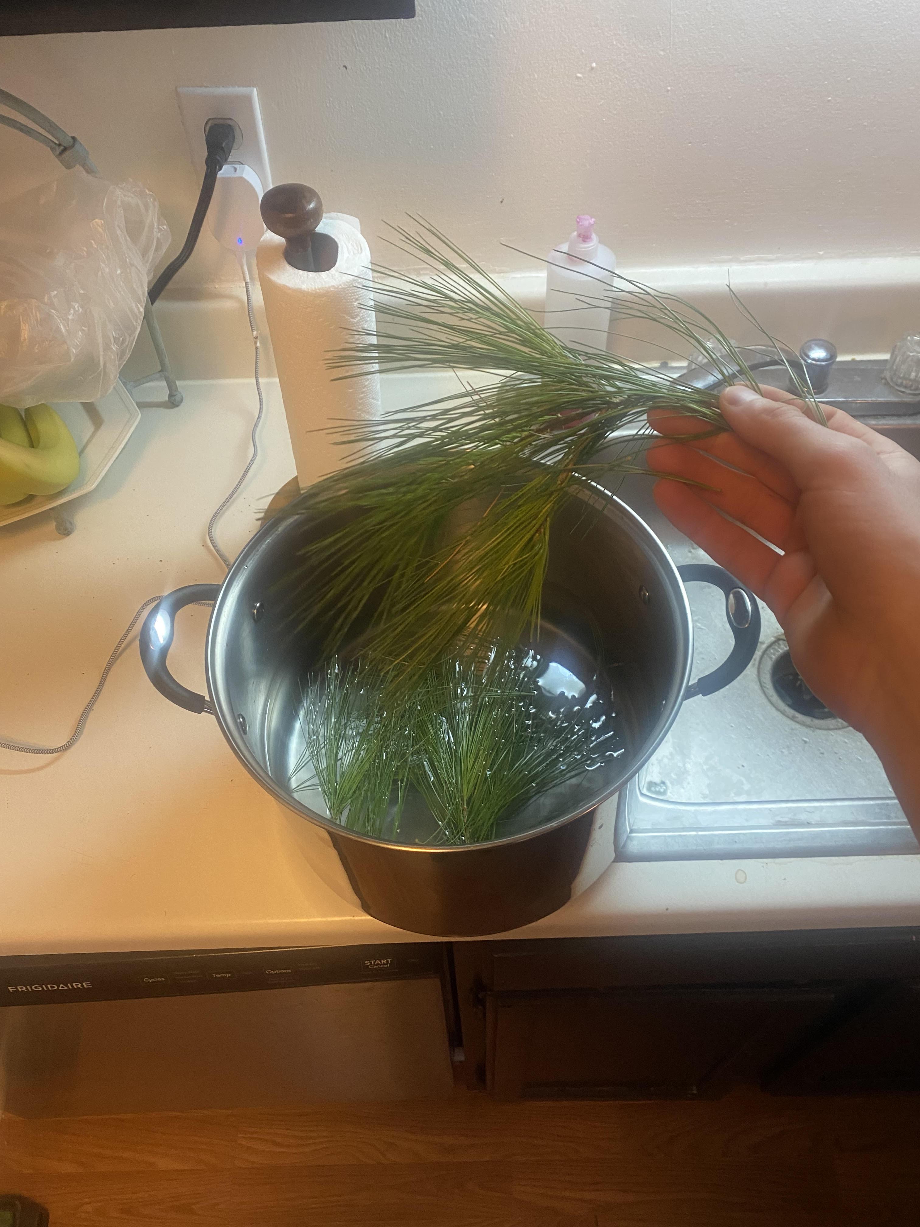 Water Pine.jpg