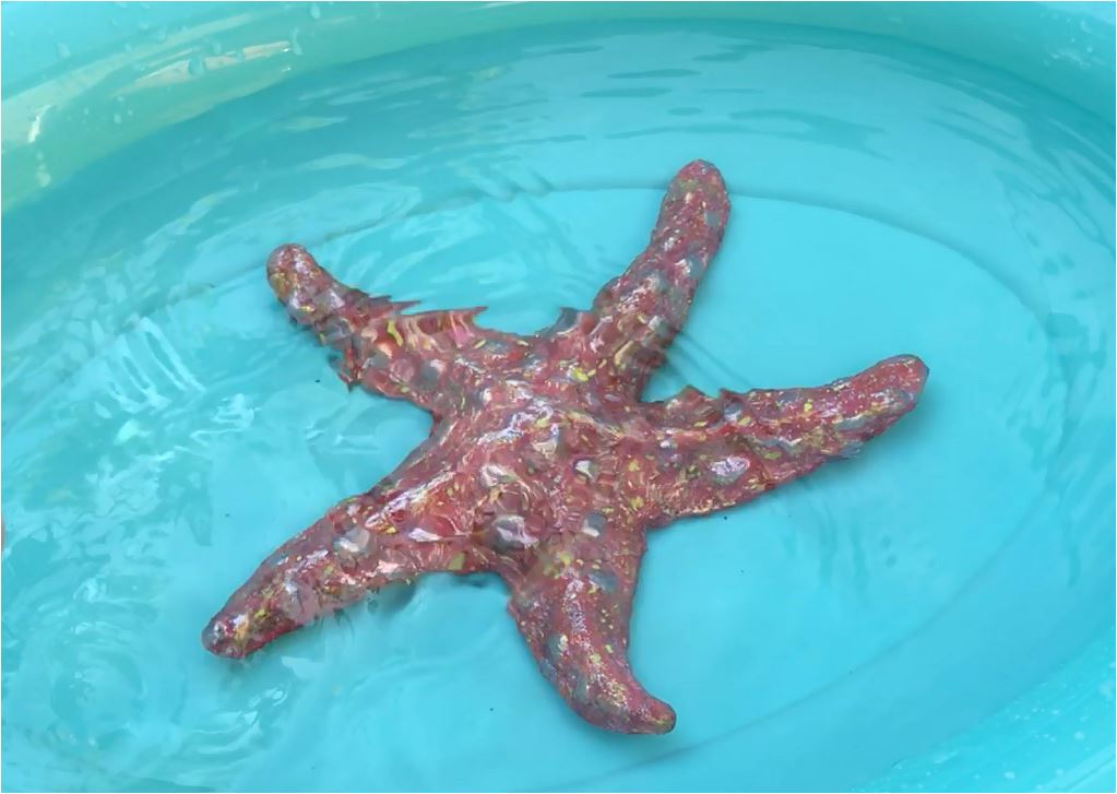 Waterproof Air-dry Clay Starfish.JPG