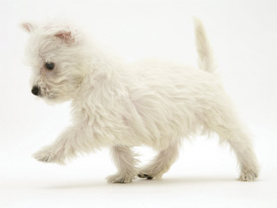 West-Highland-Terrier-Puppy-Canis-Familiaris-Walking-Photographic-Print-C13062469.jpeg