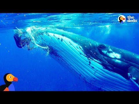 Whale Protects Diver From Shark | The Dodo