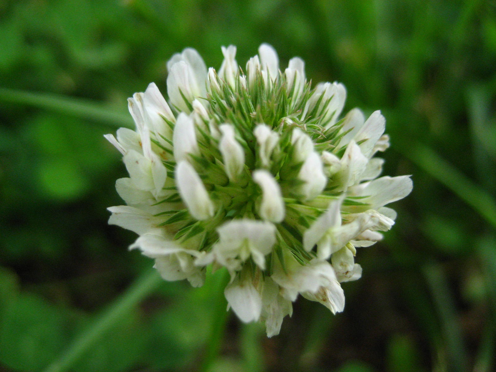 White Clover