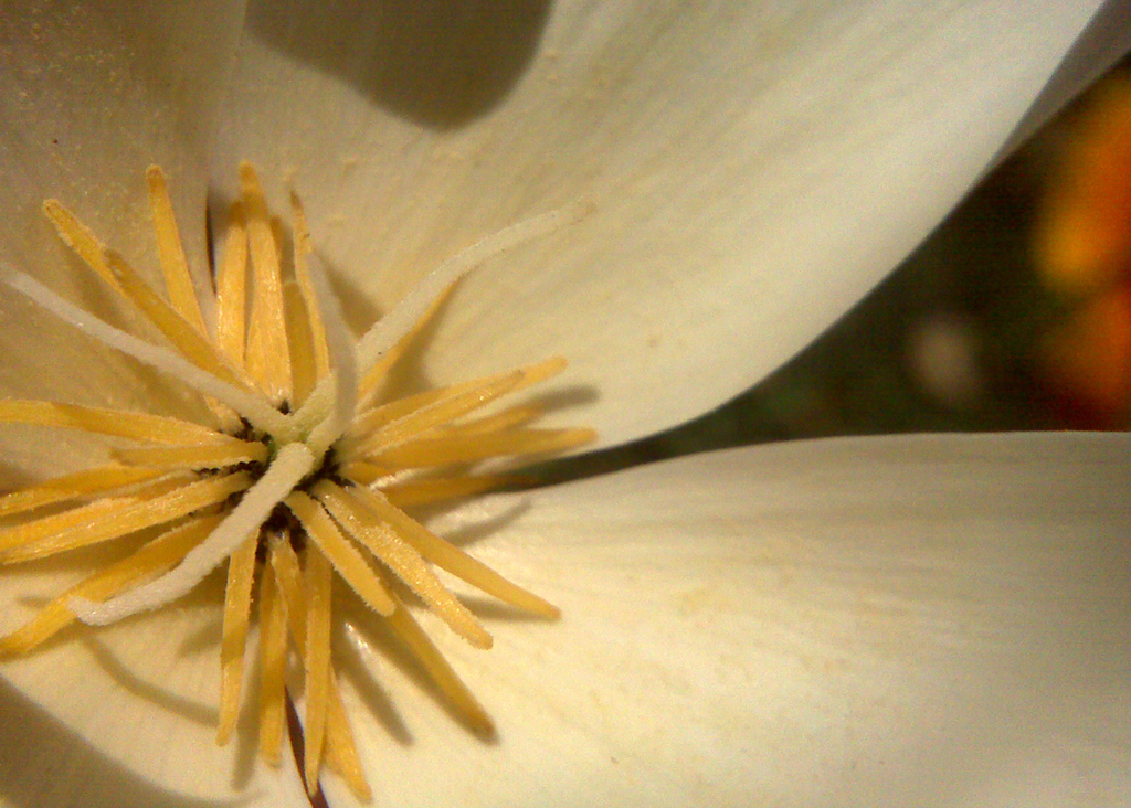 White Poppy pollen.jpg