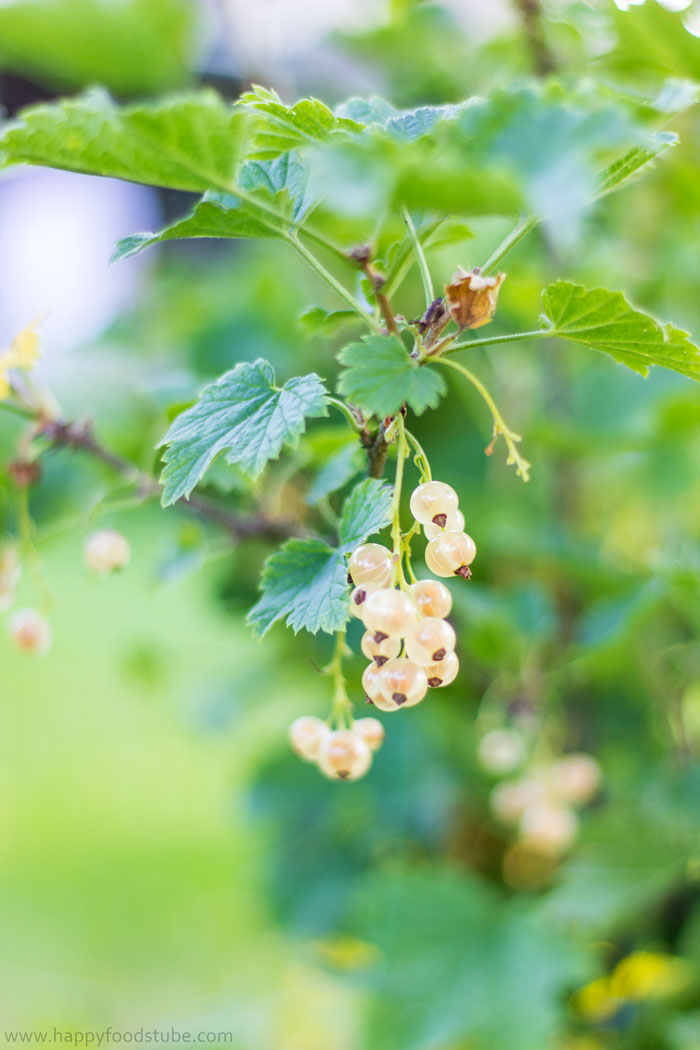 White-Currant-Organic-Gardening.jpg