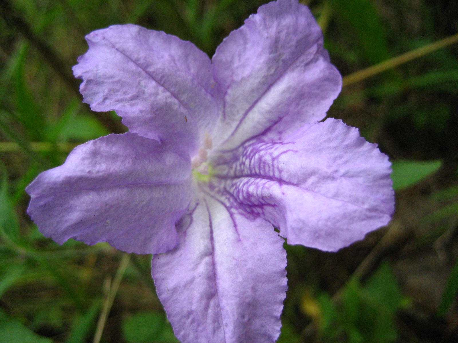 Wild Petunia