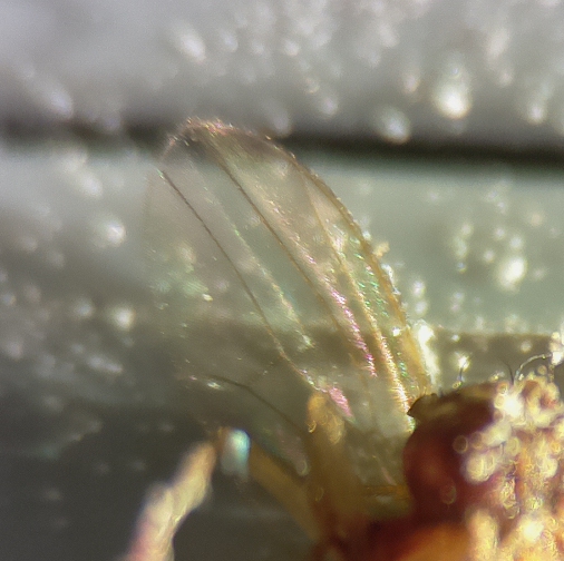 Wing fruit fly7.jpg