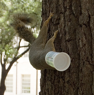 Yoplait-headed Squirrel.jpg