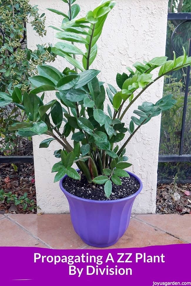 ZZ-plant-in-a-purple-pot.jpg