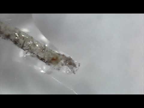 Zooplankton #1 found in Plankton and Plastic Ocean Expedition