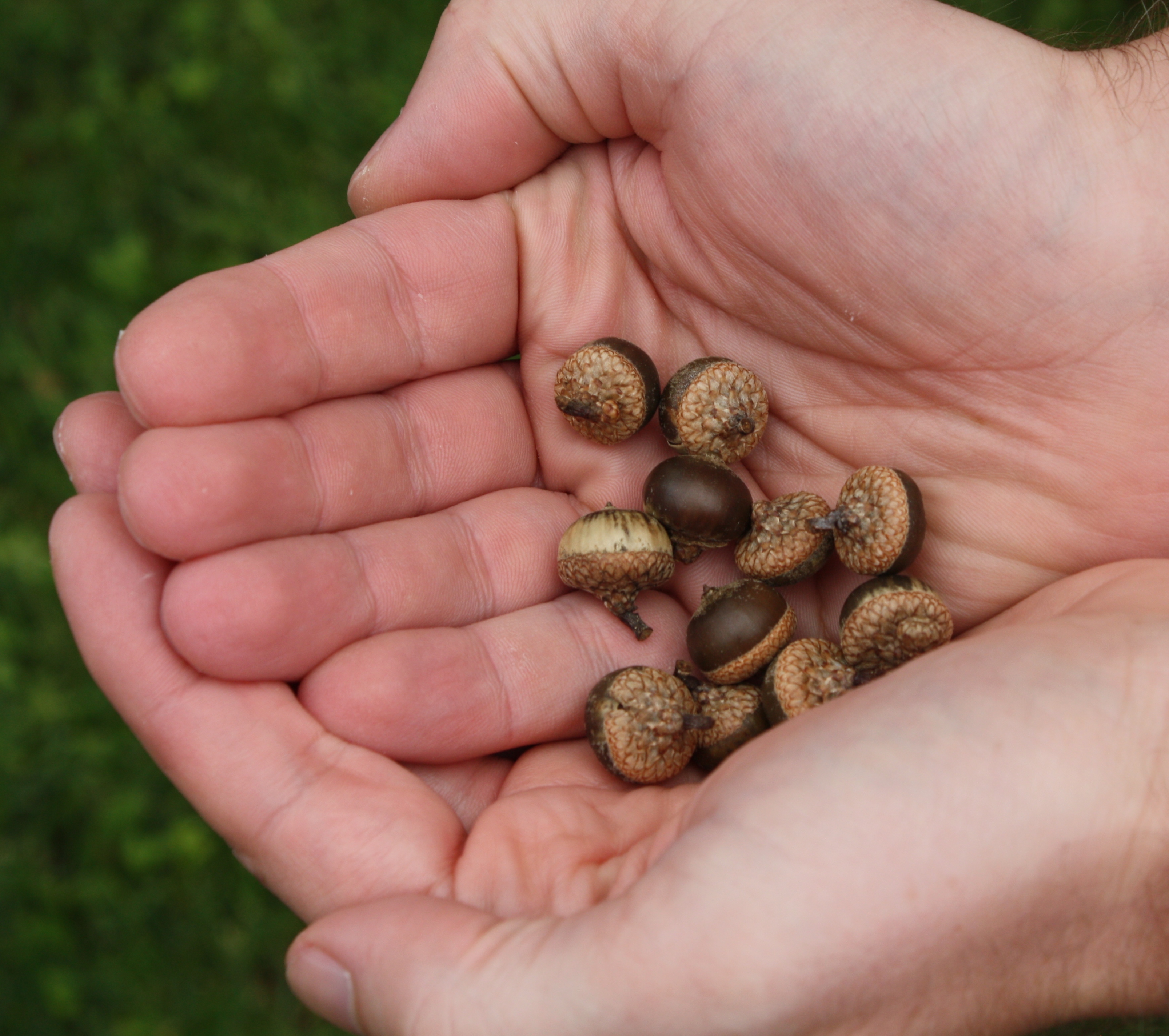 acorns.jpg