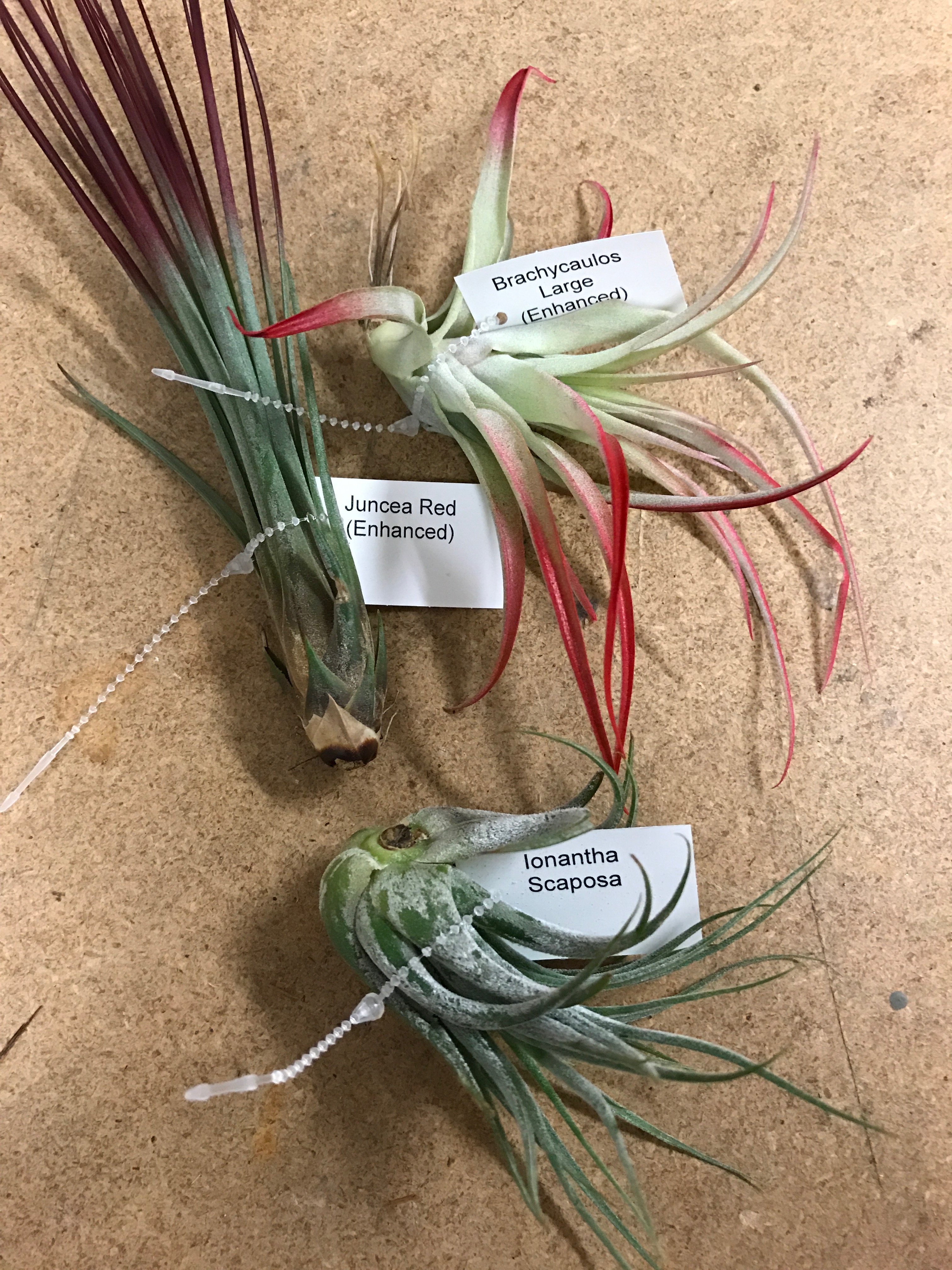 airplants.jpg