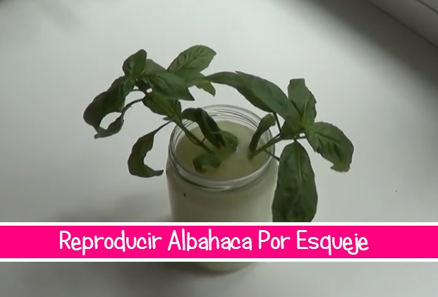 albahaca.jpg