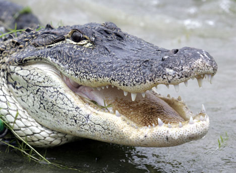 alligatorL_468x343.jpg