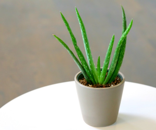 aloe beaut 1.jpg