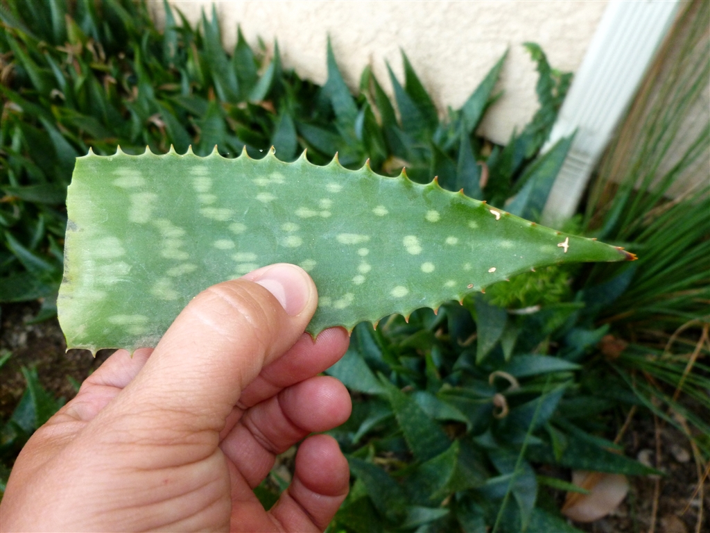 aloe gel_0003.jpg