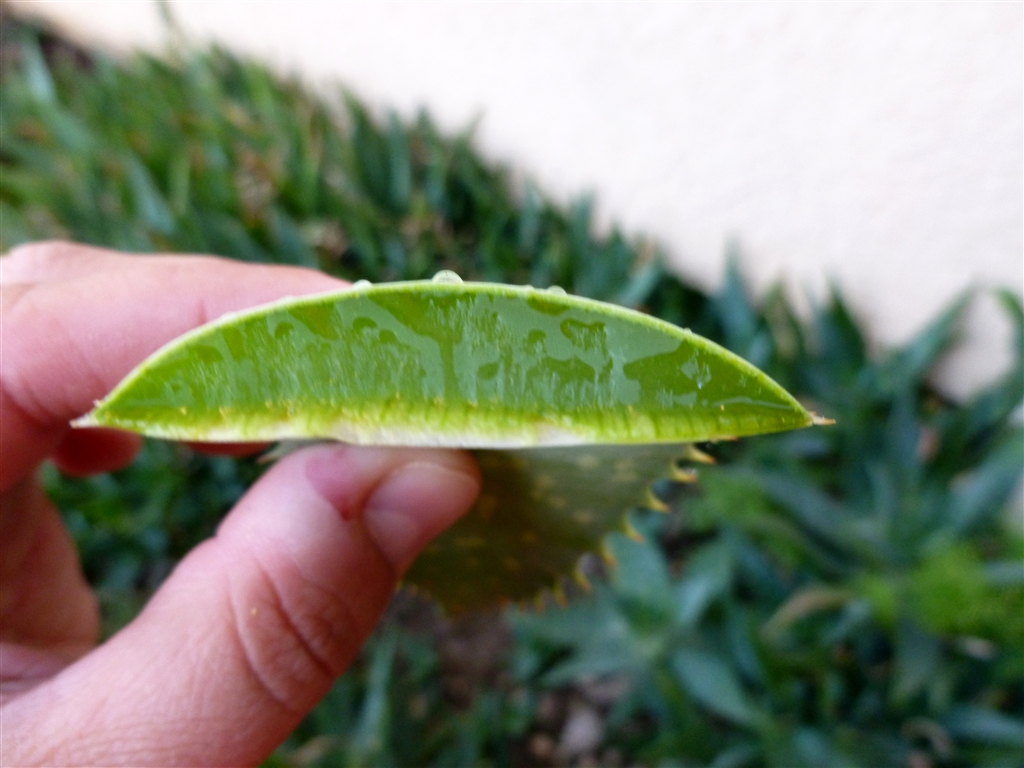 aloe gel_0005.jpg