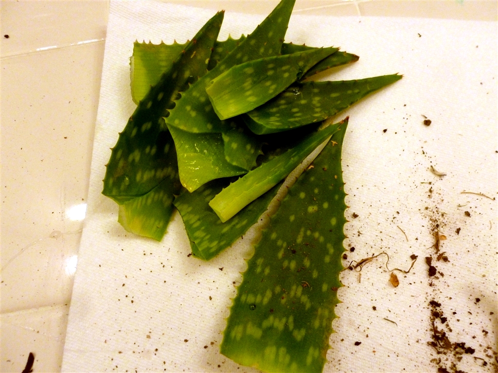 aloe gel_0011.jpg