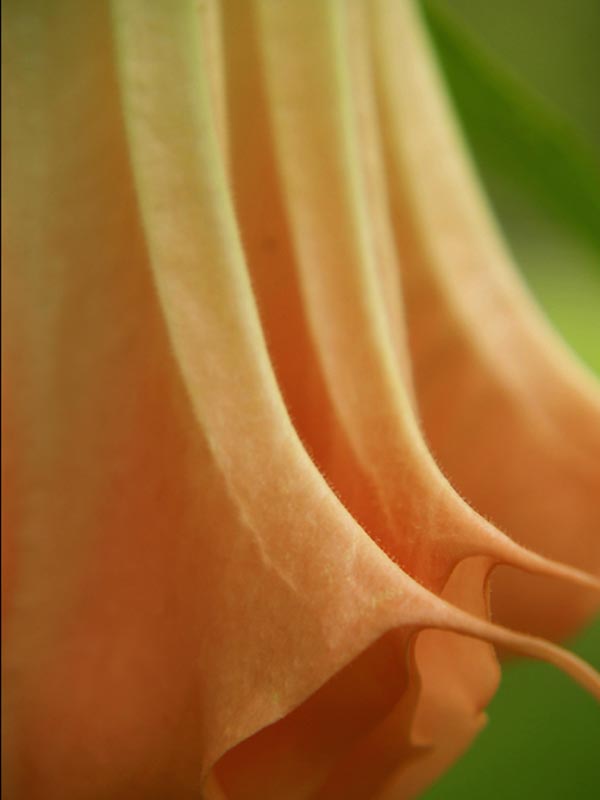 angel trumpet.jpg