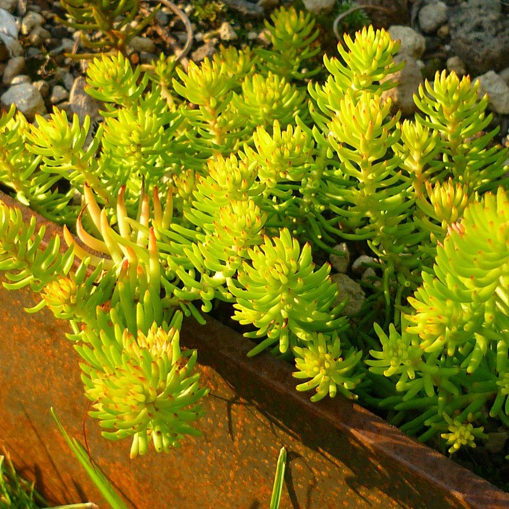 angelina plant.jpg