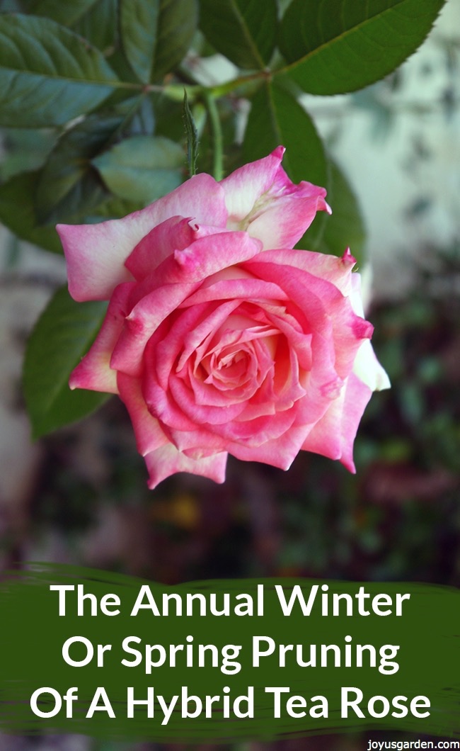 annual winter spring pruning hybrid tea rose copy_new.jpg