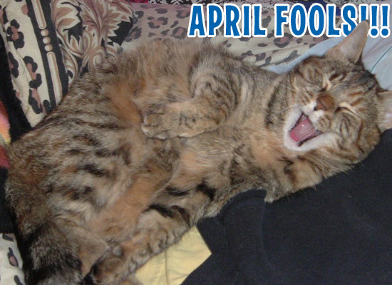 april-fool-cat.jpg