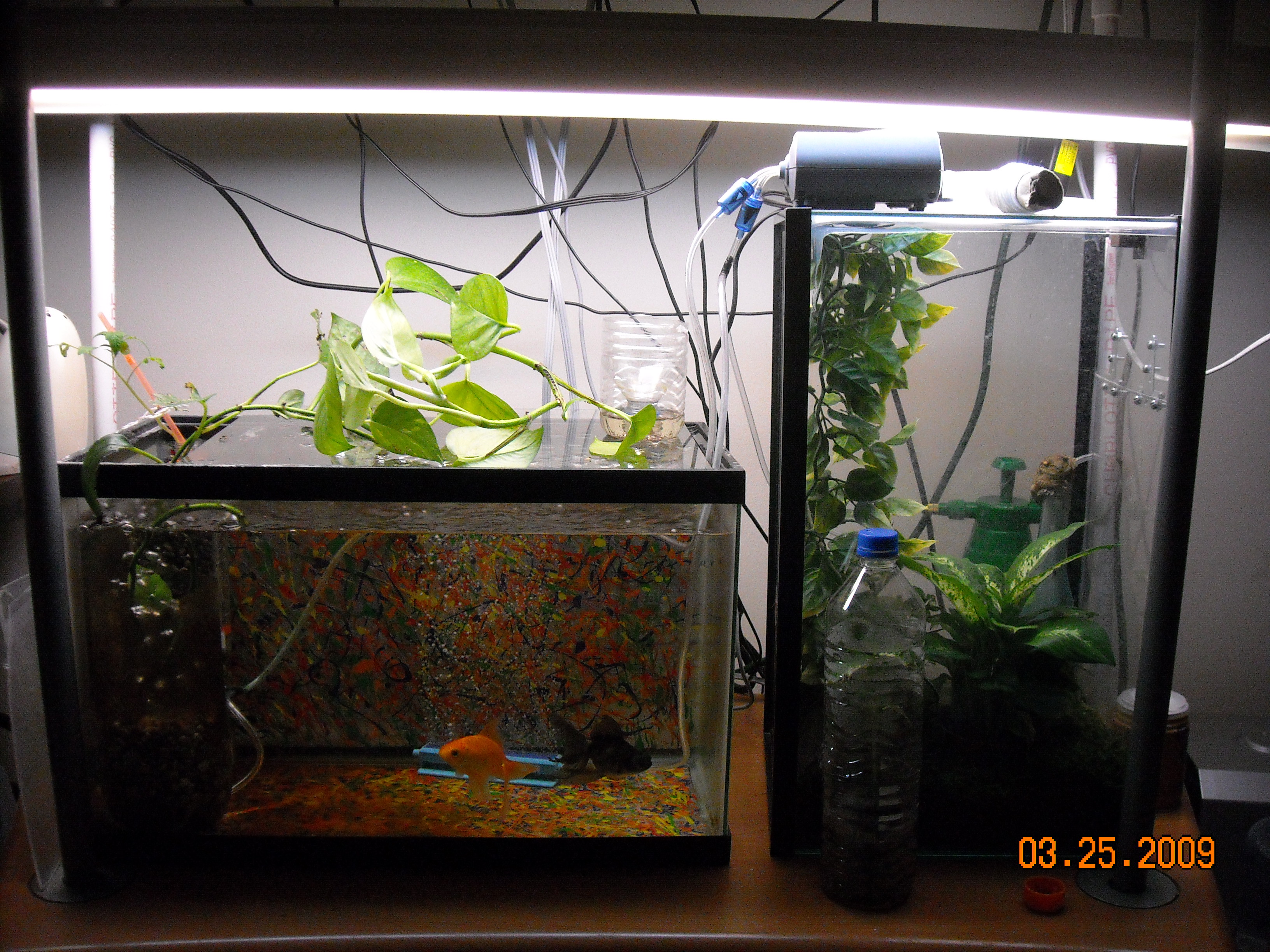 aquaponics 016.jpg