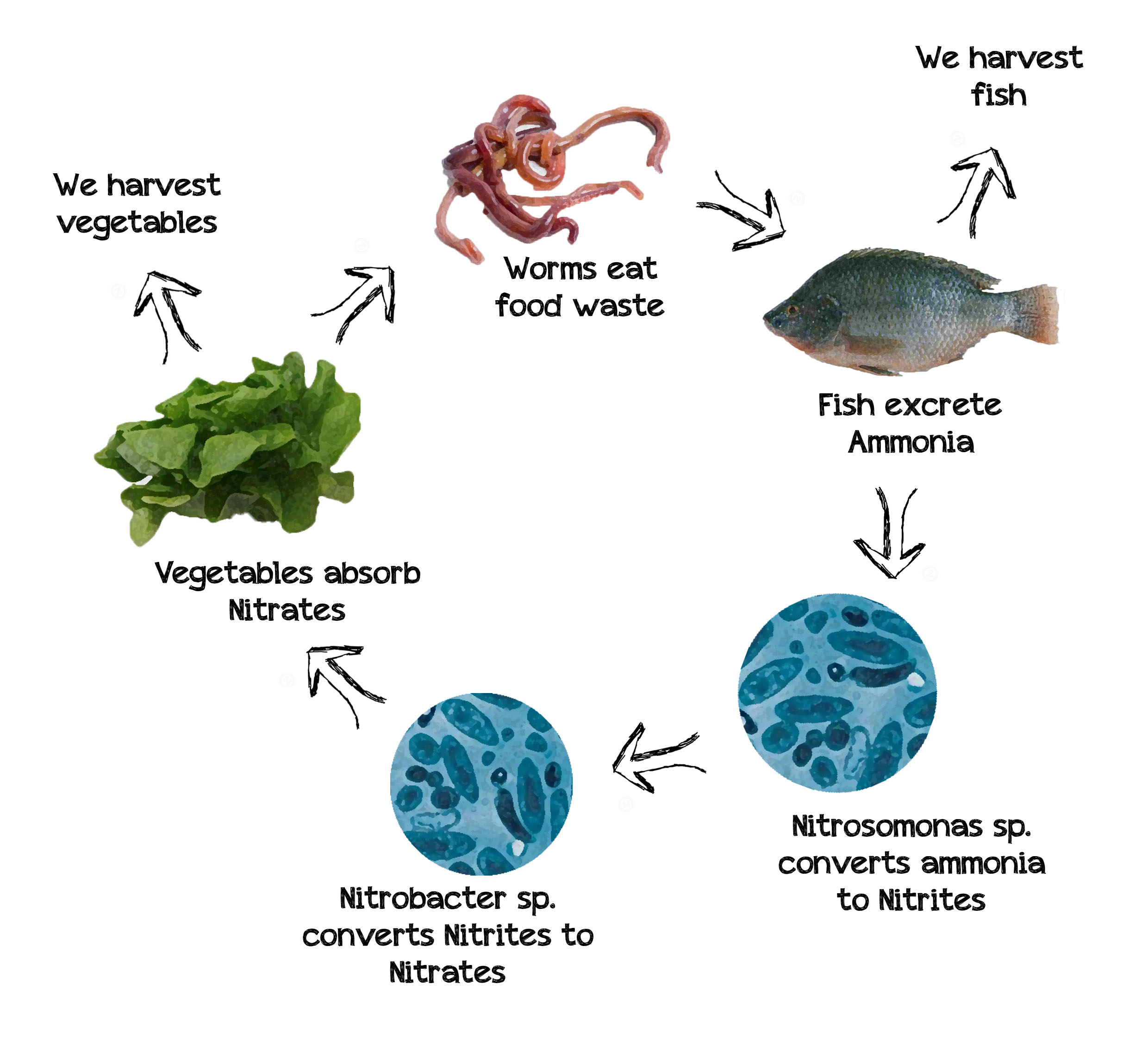 aquaponics-system.jpg