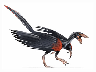 archeopteryx.jpg