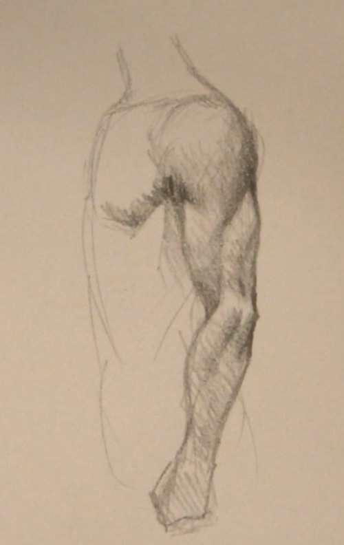 arm-muscle-side-view.jpg