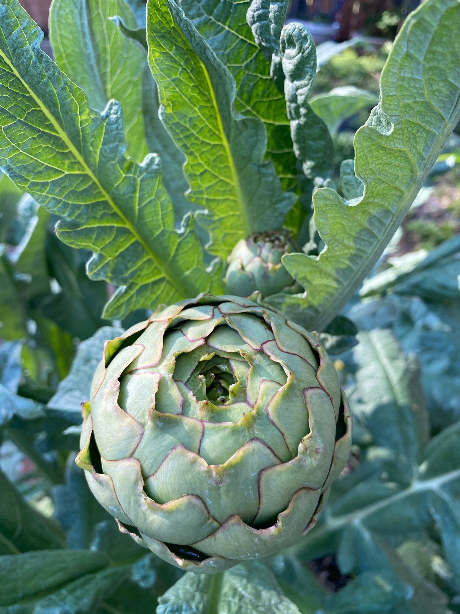 artichoke3.JPG