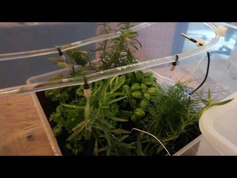 automated Herb Garden