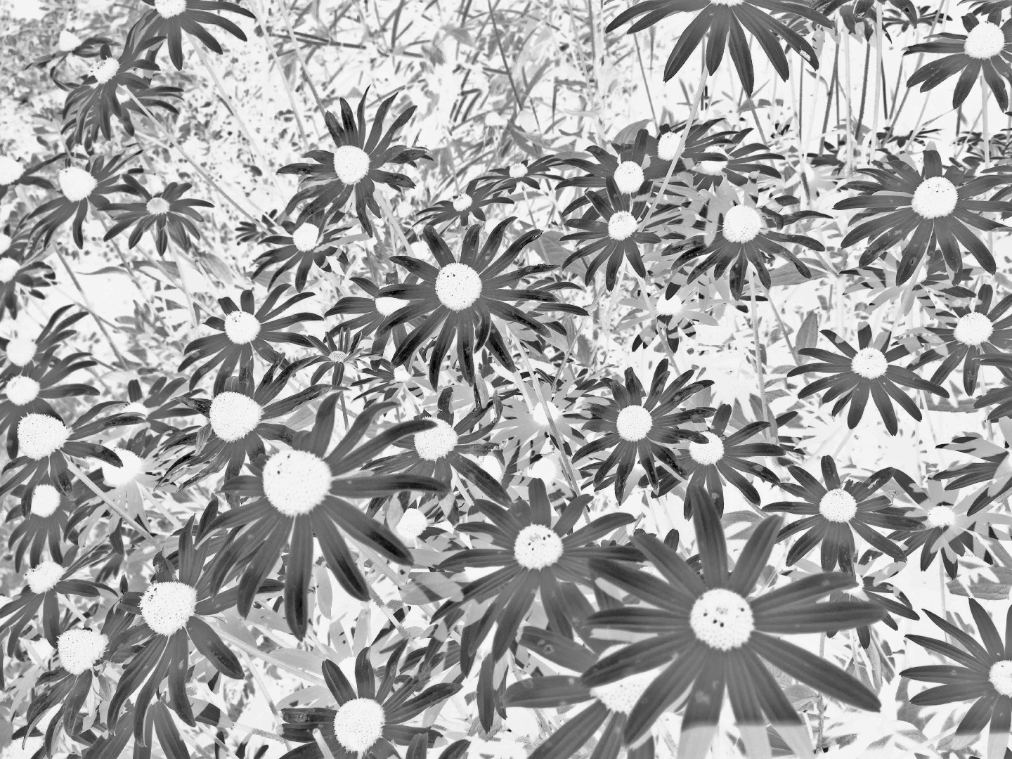 b&amp;w blk eyed susans.jpg