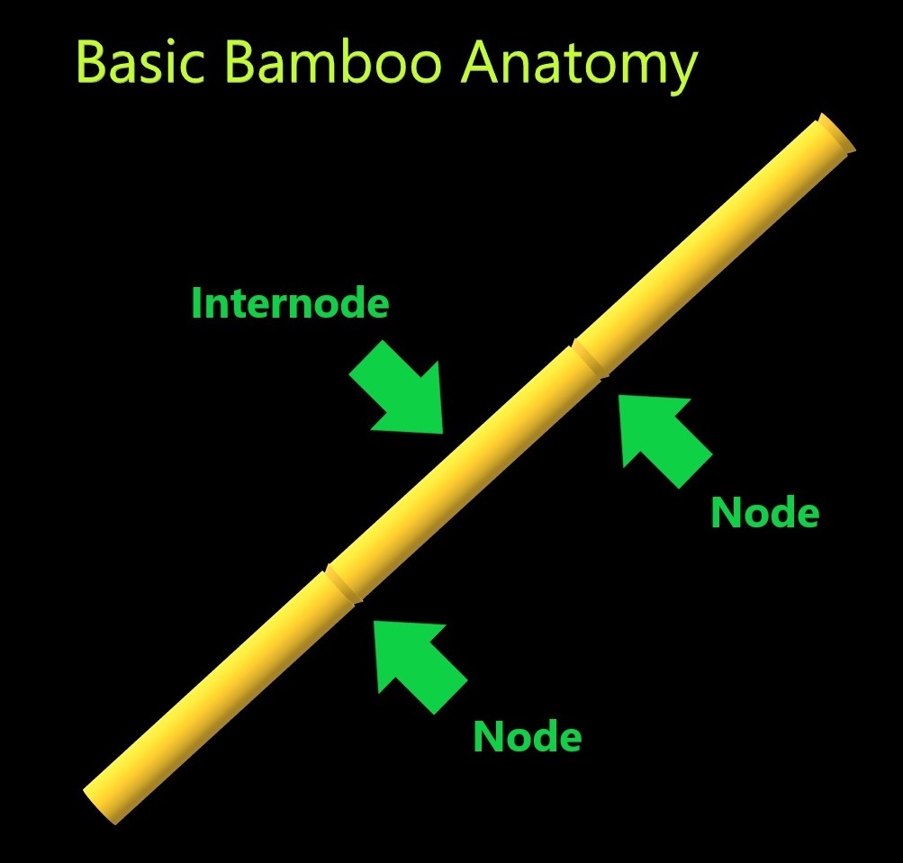 bamboo anatomy 2.jpg