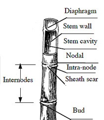 bamboo-stem-anatomy_cr.jpg