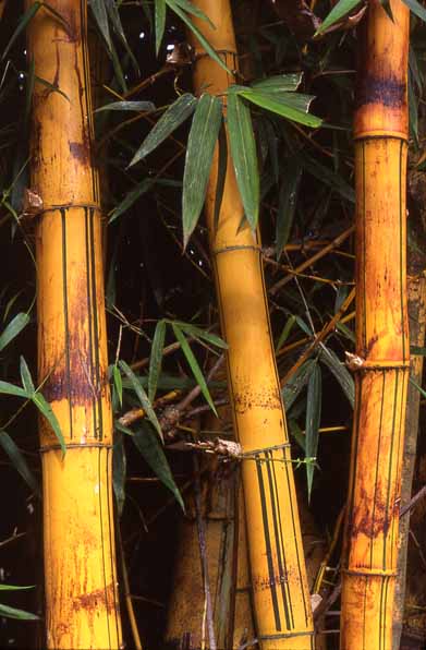 bamboo.jpg