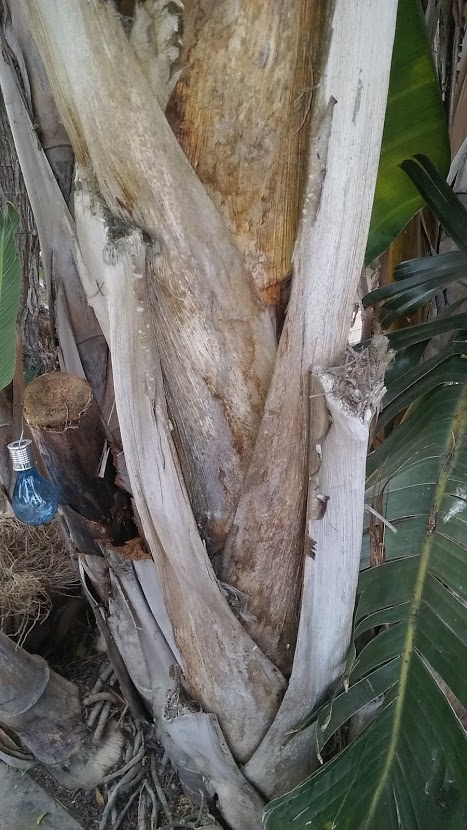 banana tree close up.jpg