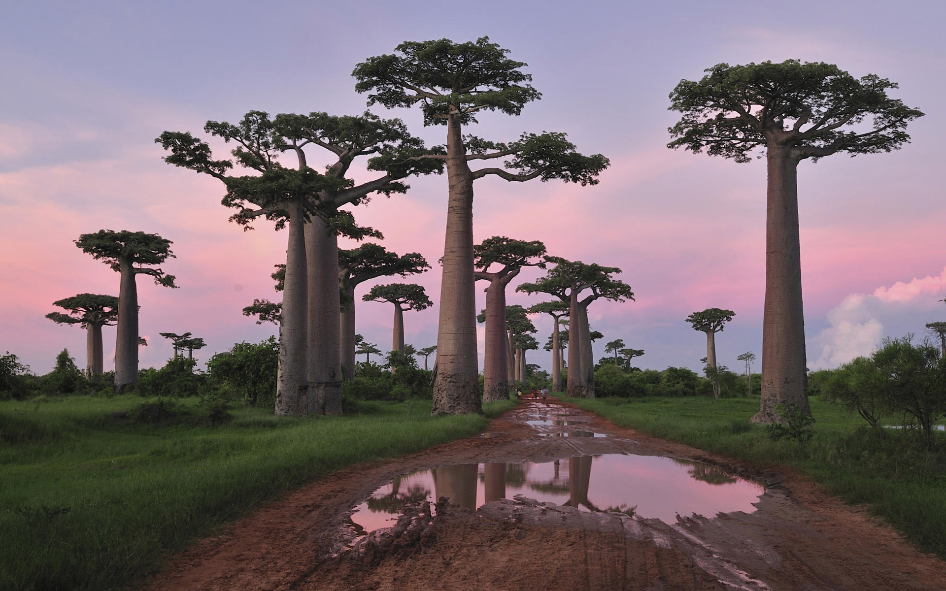 baobab_tree_1920x1200.jpeg