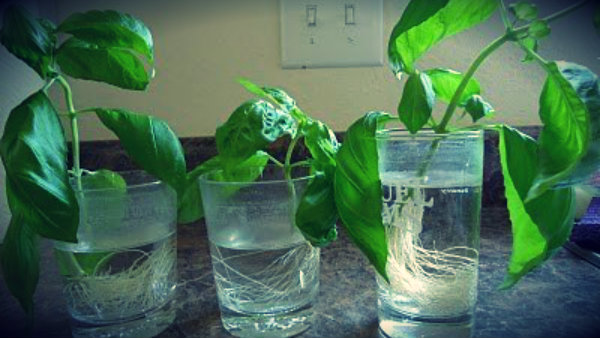 basil cuttings.jpg