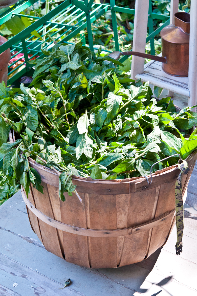 basket of knotweed.jpg