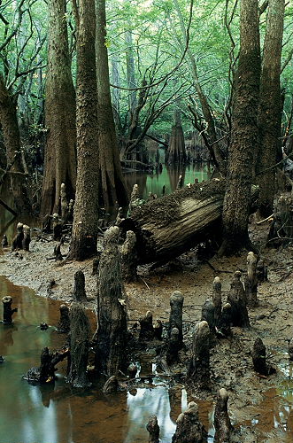 bayou[1].jpg